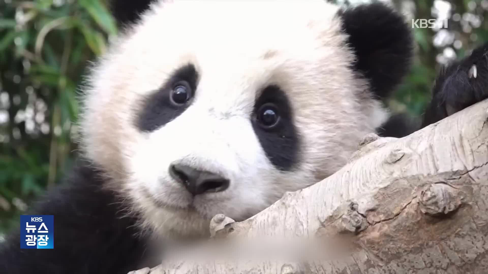 “赤ちゃんパンダ”フーバオ、スクリーンデビュー