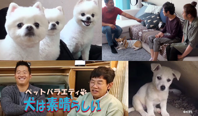 ペットバラエティ～犬は素晴らしい